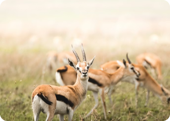 Safari at Dawn